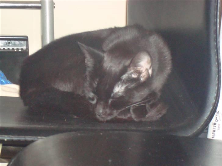 Huskat Nunu - nu sover jeg her billede 7