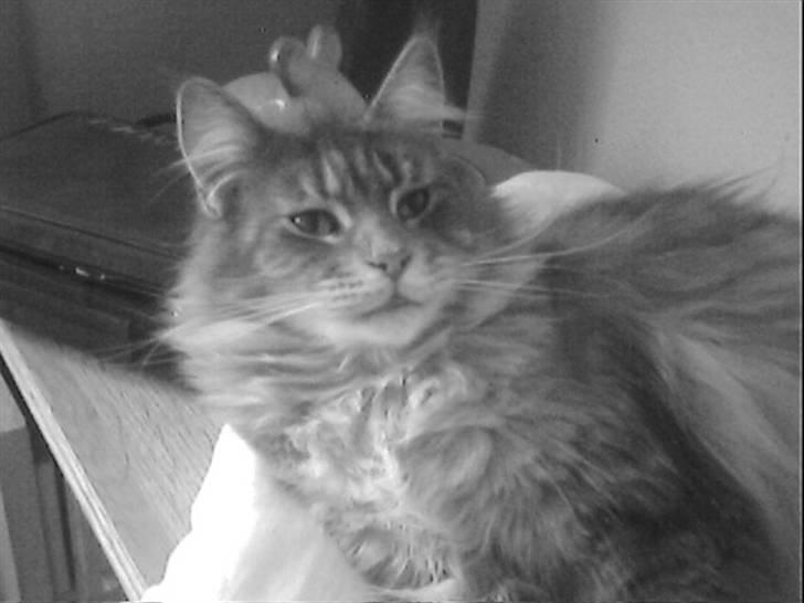 Maine Coon Pheobe billede 9