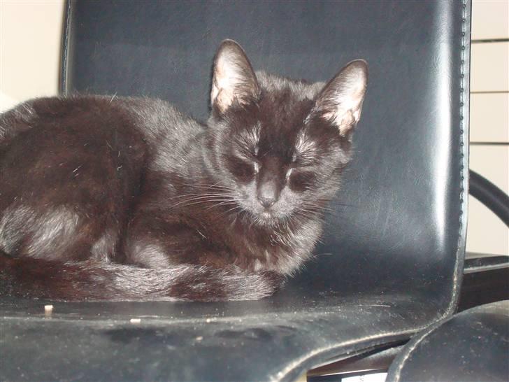 Huskat Nunu - hvad er der  billede 10