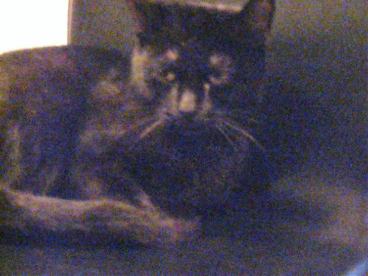 Huskat Nunu - hej med dig billede 12