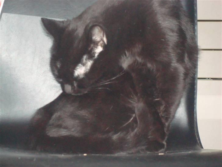 Huskat Nunu - ha ha du tror ikke jeg har set dig men det har jeg billede 14