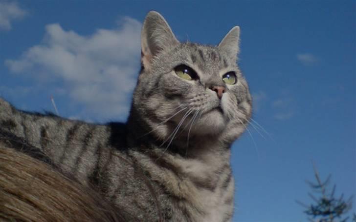 Huskat Miss Betty billede 1