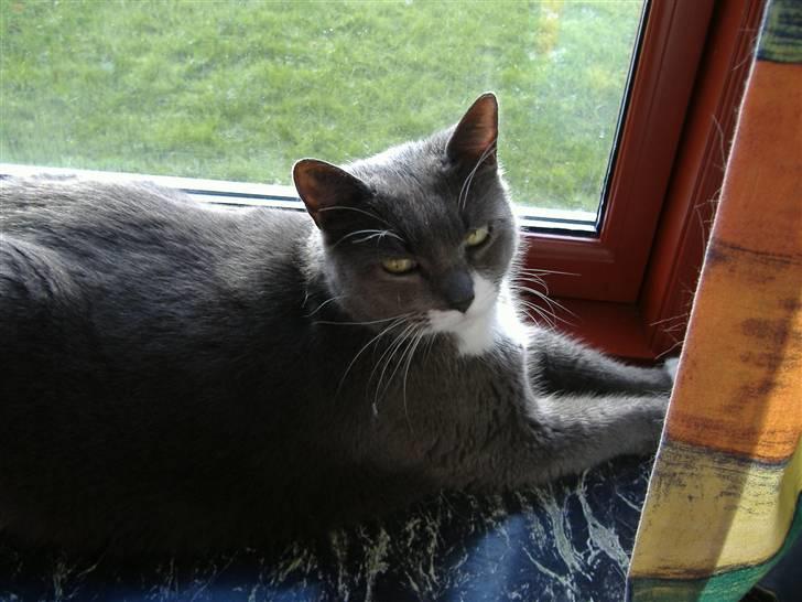 Huskat Gråmis  - min Gråmis <3 billede 1