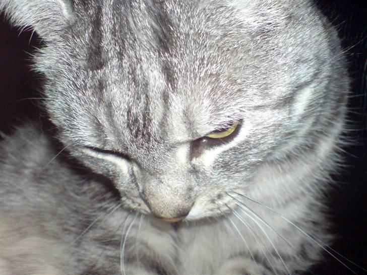 Huskat Miss Betty billede 2