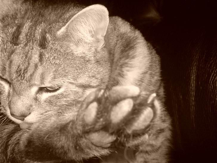 Huskat Miss Betty billede 3