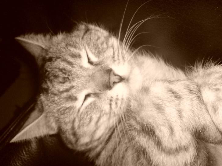 Huskat Miss Betty billede 4