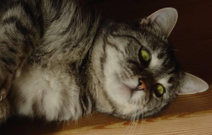 Huskat Miss Betty billede 5