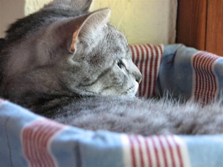 Huskat Miss Betty billede 6