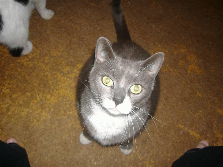 Huskat Gråmis  - Gråmis <3 billede 2