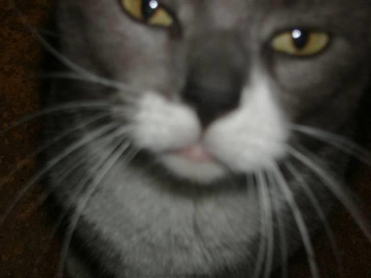 Huskat Gråmis  - han er så dejlig <3 billede 3