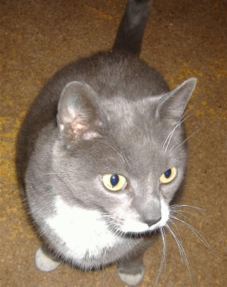 Huskat Gråmis  - min lille skat <3 billede 4