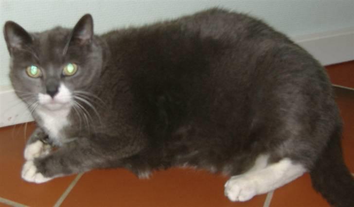 Huskat Gråmis  - lidt uhyggelige øjne <3 billede 5