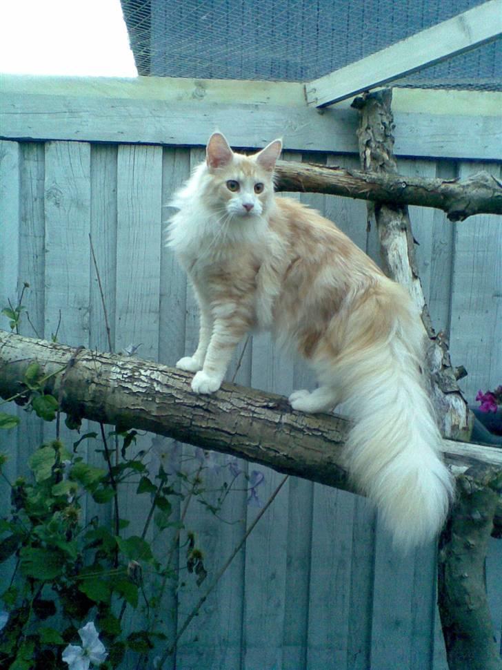 Maine Coon Pink Panter *R.I.P* - Billedet er taget hos opdrætteren billede 1