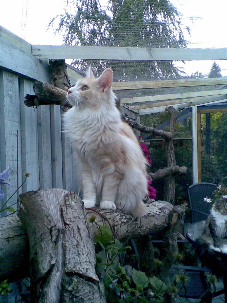 Maine Coon Pink Panter *R.I.P* - Billedet er taget hos opdrætteren billede 2