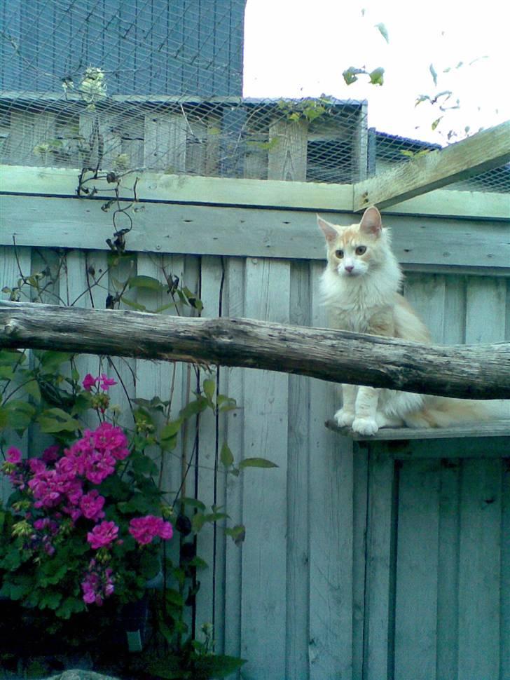 Maine Coon Pink Panter *R.I.P* - Billedet er taget hos opdrætteren billede 3