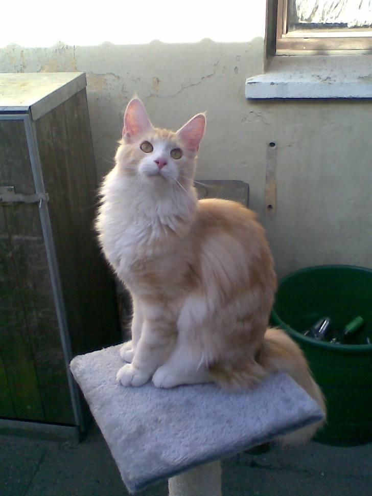 Maine Coon Pink Panter *R.I.P* billede 4