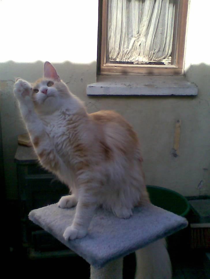 Maine Coon Pink Panter *R.I.P* billede 5