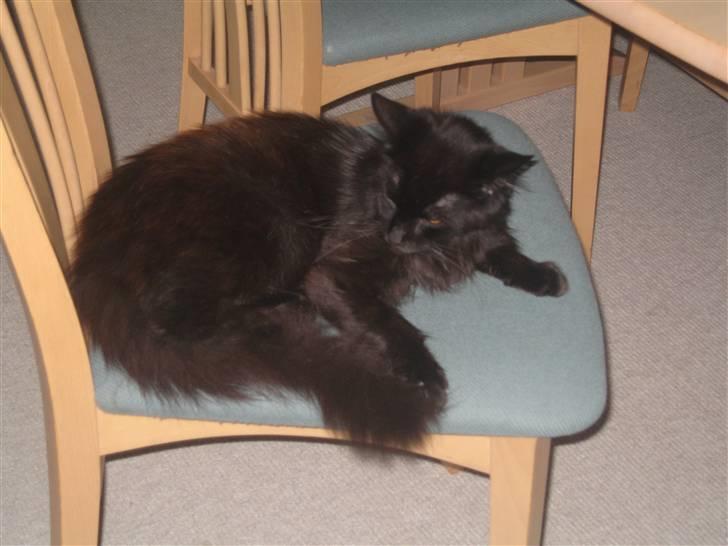 Maine Coon Madam Mim billede 1