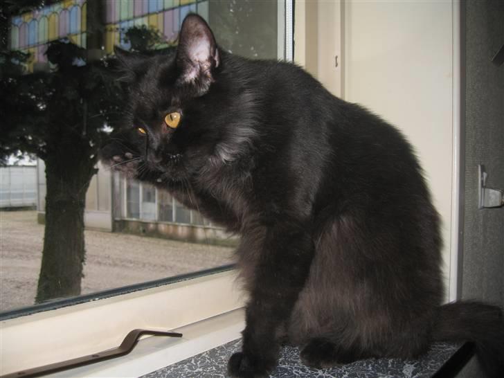 Maine Coon Madam Mim billede 2