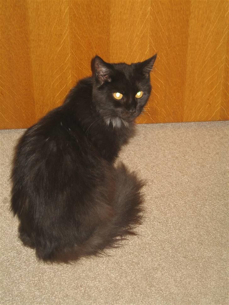 Maine Coon Madam Mim billede 3