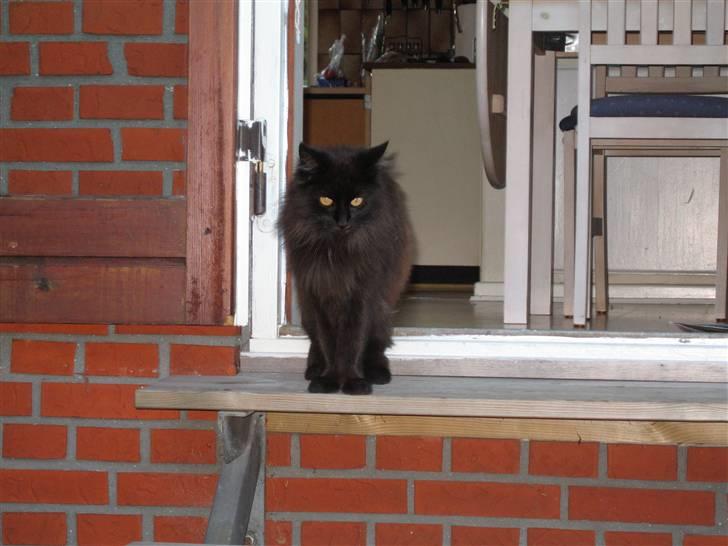 Maine Coon Madam Mim billede 5