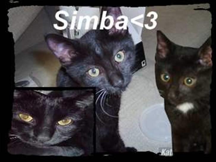 Huskat simba - lavet af louise d :O) billede 18