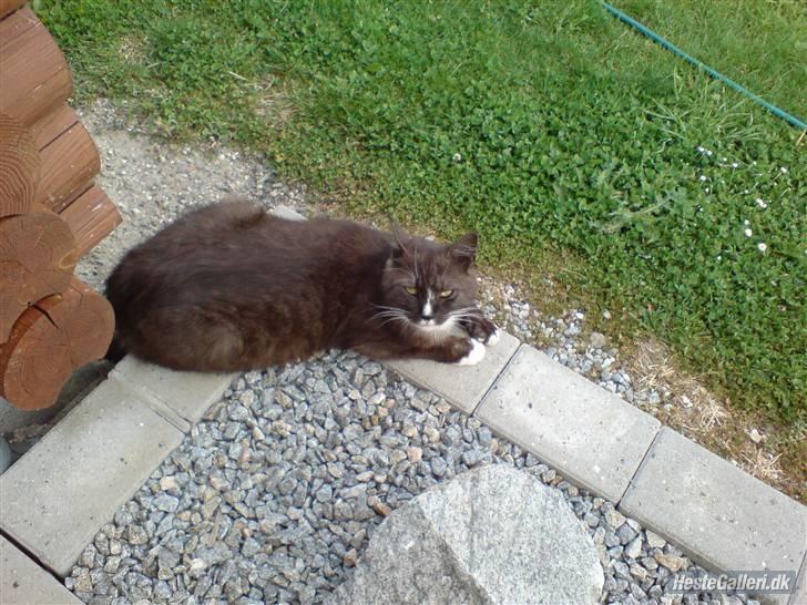 Blanding af racer pyrus *min dejlige miss* billede 1