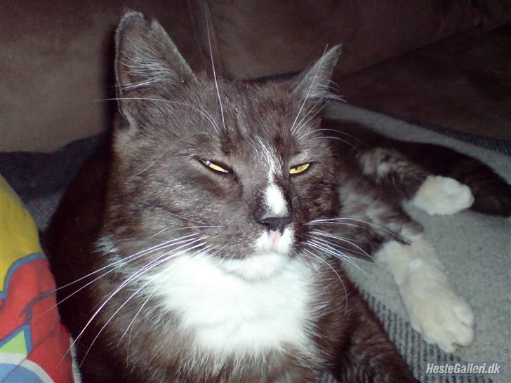 Blanding af racer pyrus *min dejlige miss* billede 2