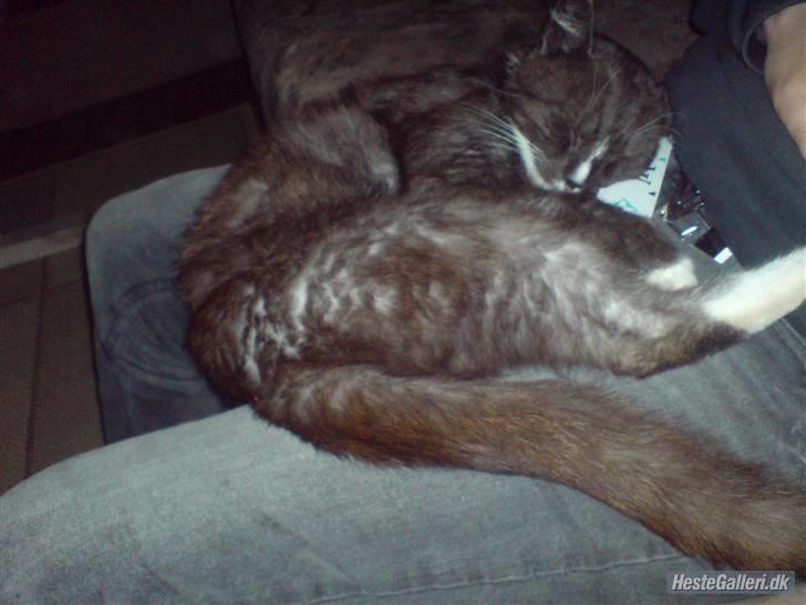 Blanding af racer pyrus *min dejlige miss* billede 3