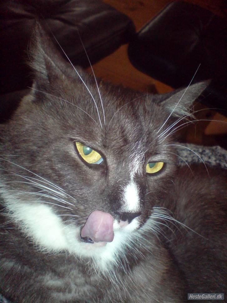 Blanding af racer pyrus *min dejlige miss* billede 4