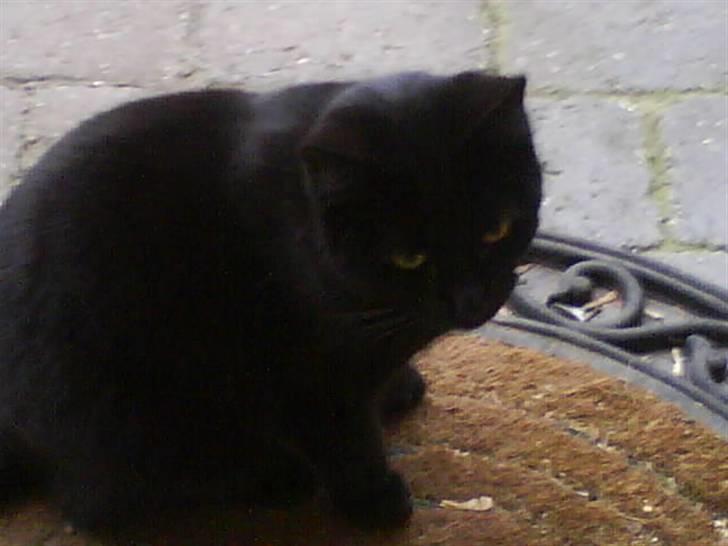 Huskat gustav (Væk!) billede 1