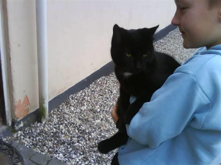 Huskat gustav (Væk!) billede 2