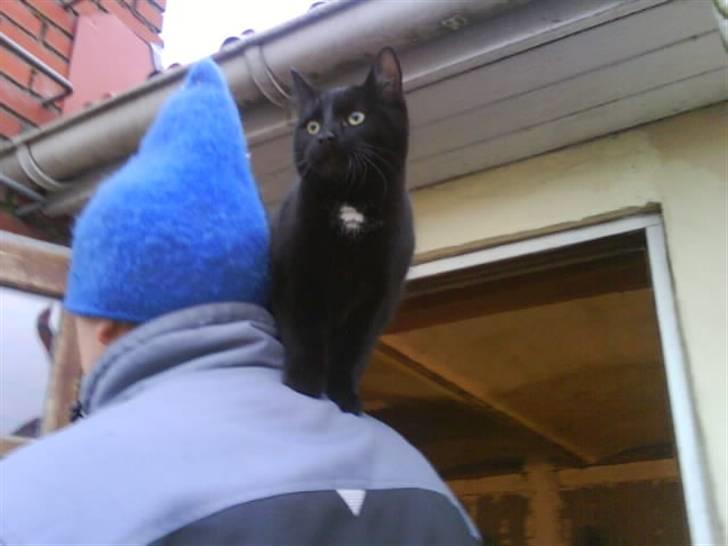 Huskat gustav (Væk!) billede 3