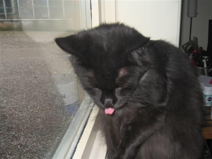 Maine Coon Madam Mim billede 6