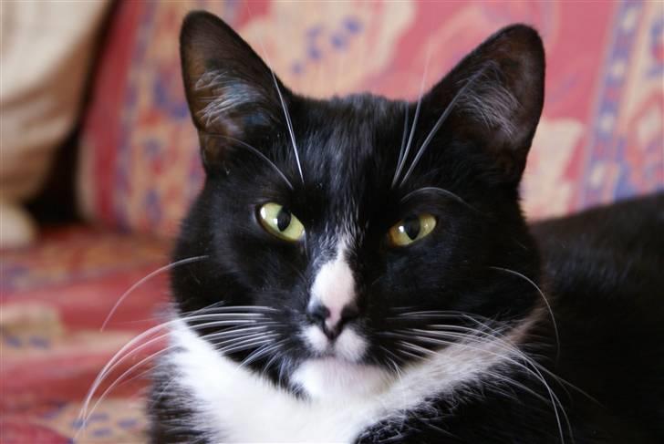 Blanding af racer Ludvig  billede 1