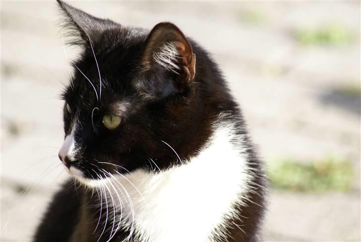 Blanding af racer Ludvig  billede 2