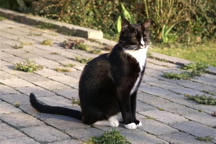 Blanding af racer Ludvig  billede 3