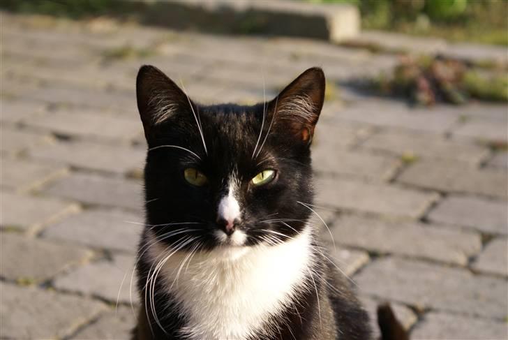 Blanding af racer Ludvig  billede 4