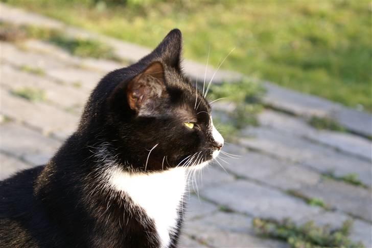 Blanding af racer Ludvig  billede 5