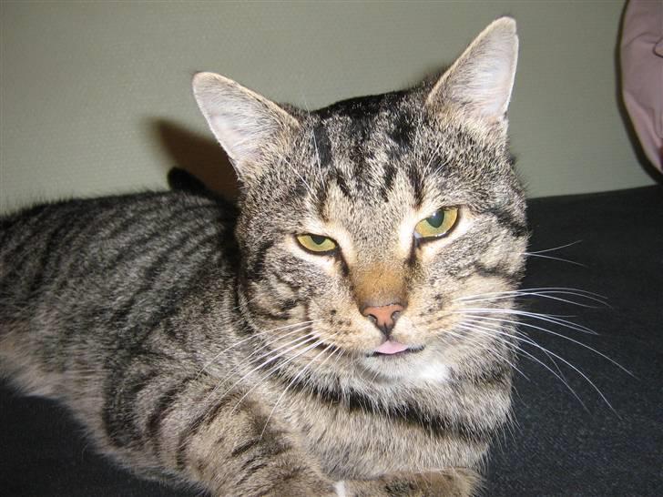 Huskat Mons - Mons billede 1