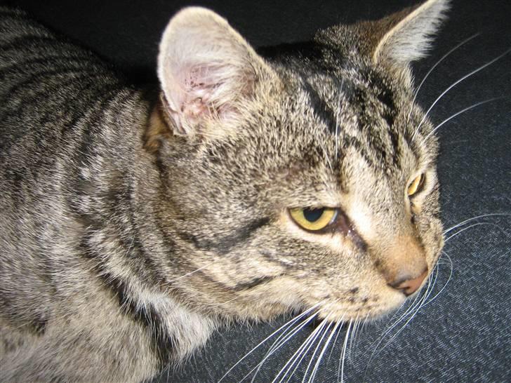 Huskat Mons - mons billede 2