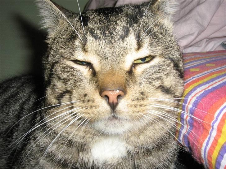 Huskat Mons - mons billede 3