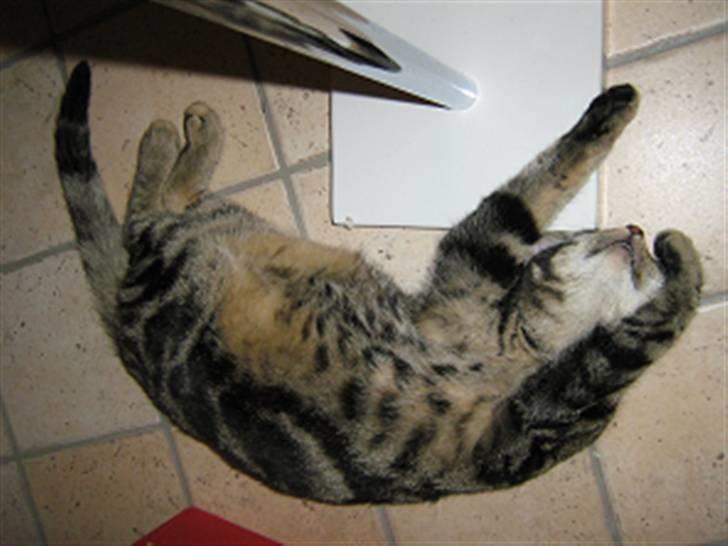 Huskat Mons - mons ... 100% afslappet xD hehe billede 4