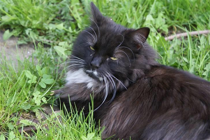 Maine Coon Trold billede 1