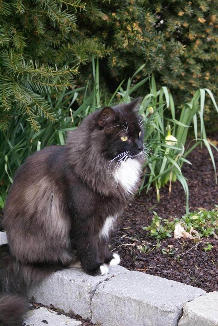 Maine Coon Trold billede 2