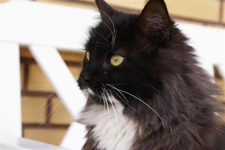 Maine Coon Trold billede 3