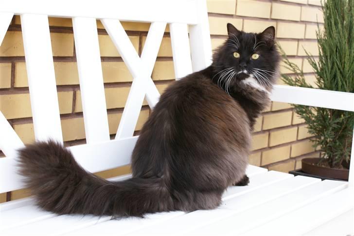 Maine Coon Trold billede 4