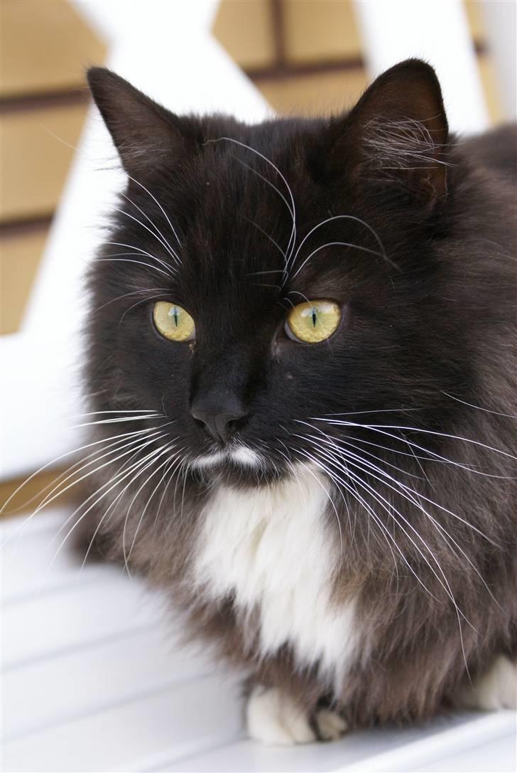 Maine Coon Trold billede 5