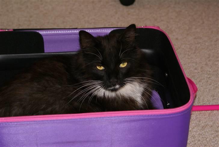 Maine Coon Trold billede 6