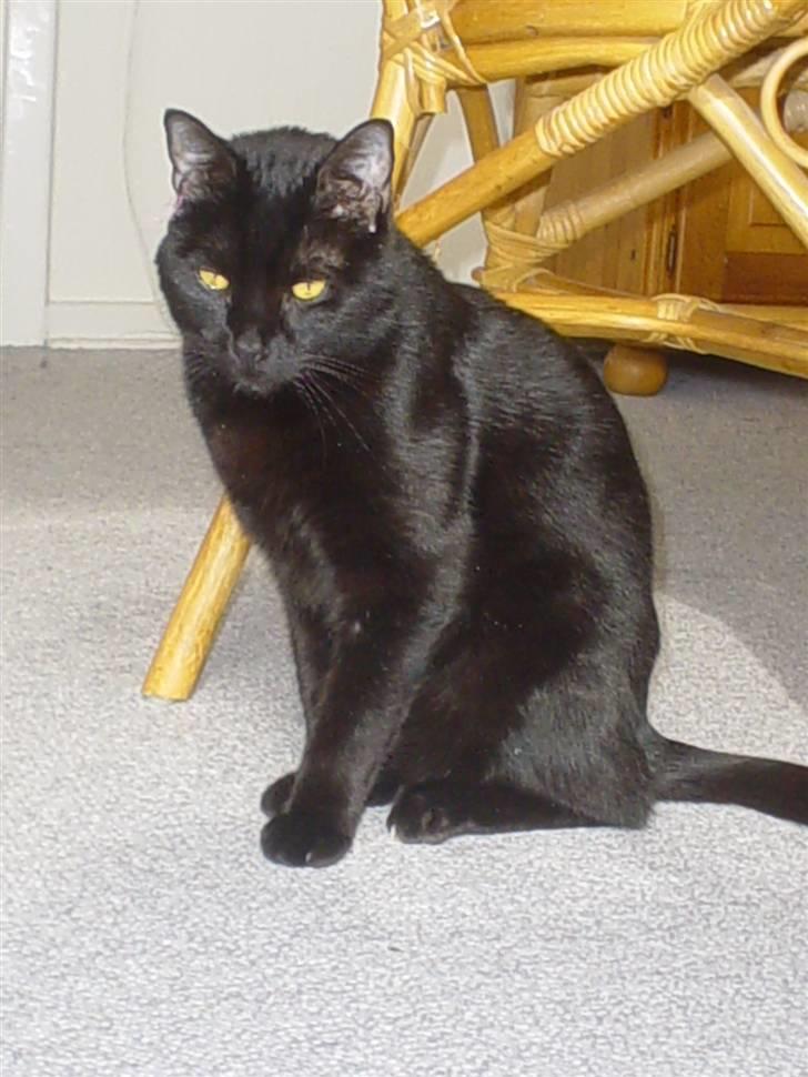 Huskat Mickey billede 1